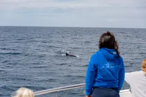 Tour image of Dolphin Search - Dolphin Quest