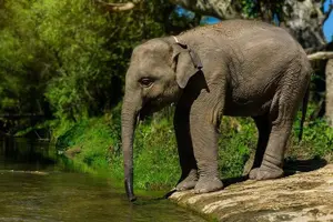 Tour image of Half Day Visit Elephant Sanctuary in Samui