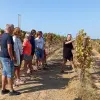 Image of Wine Tours