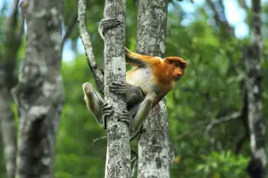 Tour image of 3D2N Sukau Wildlife Experience