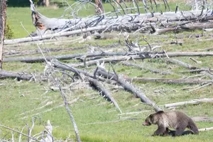 Tour image of Best of Yellowstone Private National Park Safari Tour