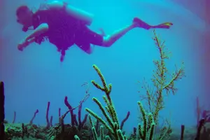 Tour image of Discover Scuba Diving