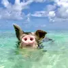 Image of Swimming