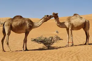 Tour image of Wahiba Sand Desert-Bedouin House-Wadi Bani Khalid - Full Day Tour