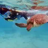 Image of Swimming