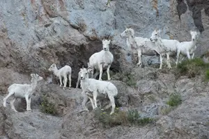 Tour image of Whittier to Anchorage Direct Transfer Tour