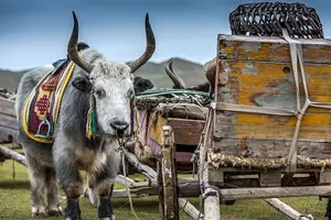 Tour image of Mongolian Tour to Ancient Capital City of Mongol Empire