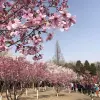 Image of Cherry Blossom