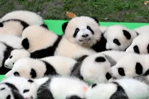 Tour image of Private Chengdu Highlights Day Trip: Panda Base and City from Chongqing by Train