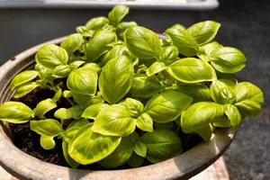 Tour image of Thai Cooking Class | Since 2012 | Farm to Table