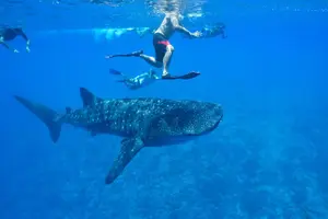 Tour image of Snorkeling trips to Daymaniat Islands Sharing Trip
