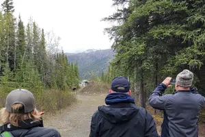 Tour image of Denali Naturalist Walking Tour