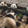 Image of Wildlife Watching