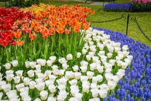 Tour image of Windmill Island 1 Day Tour from Chicago | Kids 50% Off