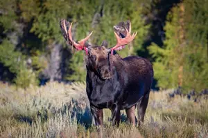 Tour image of Half Day Private Sunset Wildlife Safari