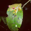 Image of Climbing