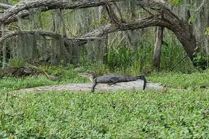 Tour image of Small-Group Manchac Swamp Kayak Tour