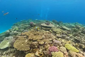 Tour image of Discover SCUBA Diving 1 DIve 【Minna, Sesoko , Motobu Okinawa】
