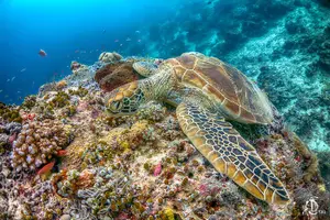 Tour image of PADI Advanced Open Water Course Kota Kinabalu