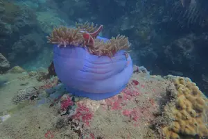 Tour image of Explore Nha Trang Bay: Half-Day Snorkeling Adventure Tour