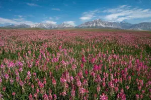 Tour image of 14 Day Epic Kyrgyzstan Trek in Tian Shan and Pamir Alay Mountains
