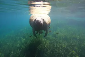 Tour image of Small Group Manatee Snorkel Tour with In-Water Guide and Photographer