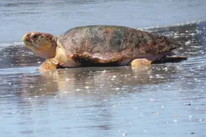 Tour image of Everglades National Park Boat Tour