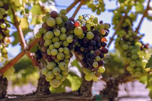 Tour image of 3-Winery Tour: Tastings & Lunch Included from Santa Ynez/Solvang
