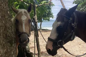 Tour image of 2 Hour Beach Horse Back Riding in Puerto Viejo