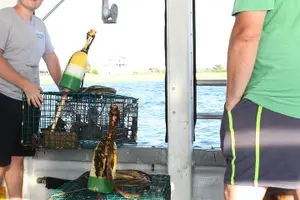 Tour image of Lobstering Eco Tour