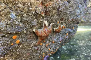 Tour image of Wildlife Spotting Kayak Adventure on Orcas Island
