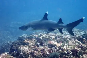 Tour image of Catalina Island Diving Tour From Tamarindo - Certified Only
