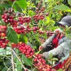 Image of Coffee & Tea
