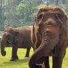 Image of Wildlife Watching