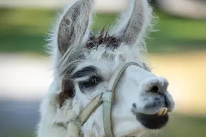 Tour image of Llama/Alpaca Hike and Farm Tour