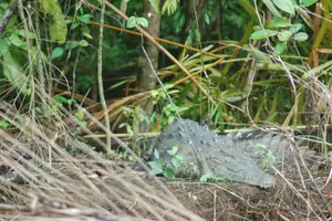 Tour image of Caribbean Highlights Shore Excursion from Limon