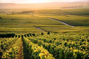 Tour image of Veuve Clicquot Tasting and Fun Private Tour in Champagne