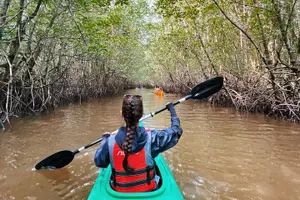 Tour image of Mangrove Kayaking Experience in Borneo