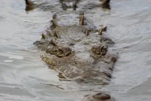 Tour image of Crocodile Man Tour THE ORIGINAL