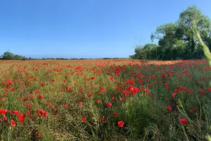 Tour image of Dday experience Full Day Tour US Sector