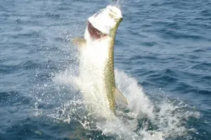 Tour image of Naples Inshore Fishing Charters