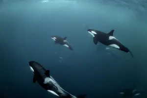 Tour image of Silent Whale Watching by hybrid-electric boat