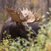 Image of Safaris