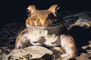 Tour image of Secret Night Walk in Tortuguero
