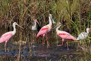 Tour image of Little Havana Walking Tour + 1 Hour Everglades Airboat Ride
