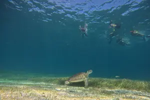 Tour image of Half Day Private Boat Tour in Caicos Island