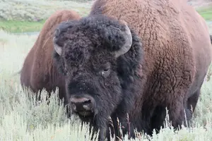 Tour image of Yellowstone National Park - PRIVATE Full-Day Lower Loop Tour from Jackson Hole