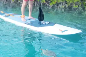Tour image of Turtle Eco Tour on Stand-Up Paddleboards or Kayaks into the National Marine Park