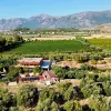 Image of Olive Oil Tasting
