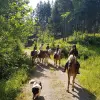 Image of Pack Animal Tours